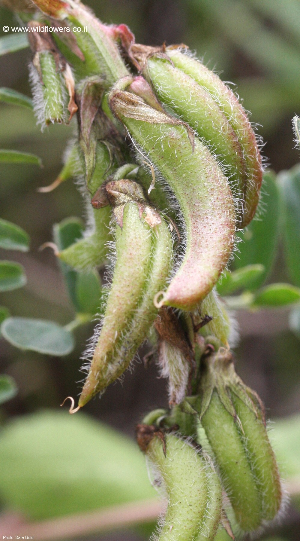 Astragalus palaestinus